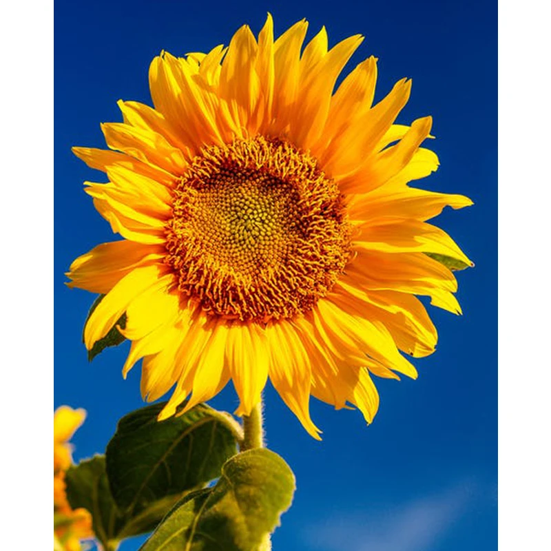 5D полный набор сделай сам цветочная композиция ваза вышивка крестиком