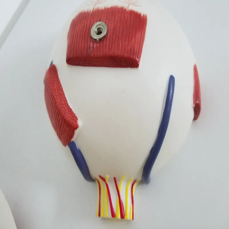 6X разборная анатомическая модель глаза 8 частей ПВХ человеческие медицинская