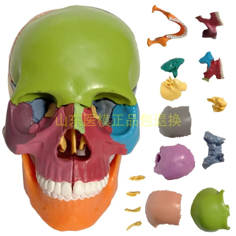 

1/2 натуральный размер 15 частей человеческой анатомии красочный Собранный череп медицинская модель человеческого игрушка-скелет