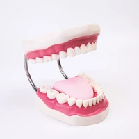 1pcs five times magnification full mouth teeth model tooth teaching model health teeth model for teaching study display supplies
