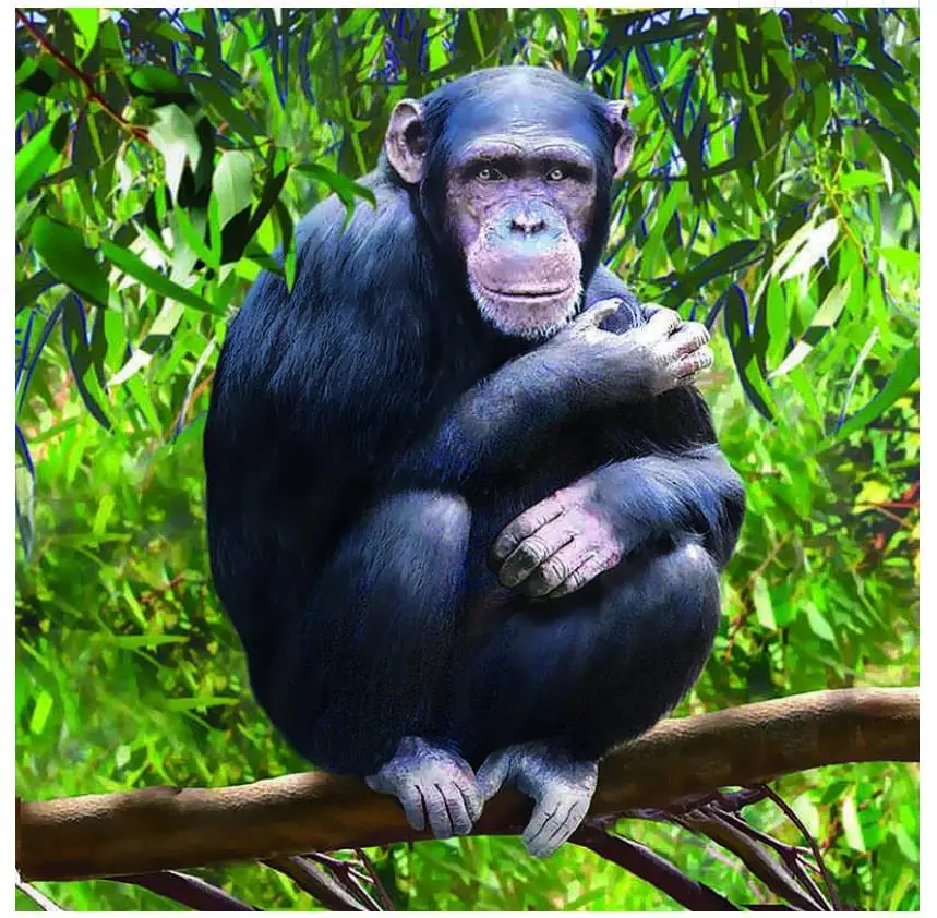 Алмазная живопись с животными полный набор детских картин орангутан стразы