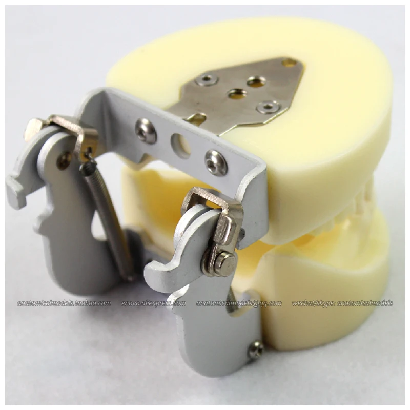 

12617 / Dental Training Model In Oral Surgery Teaching , Medical Science Educational Teaching Anatomical Models