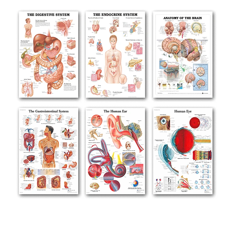 Плакат с человеческим телом карта плакатами шелковая картина настенные картины