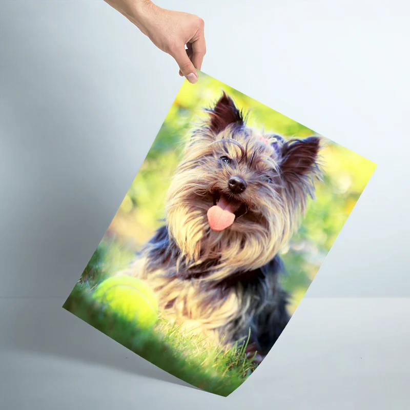 Настенный постер для домашних животных на заказ художественный декоративный