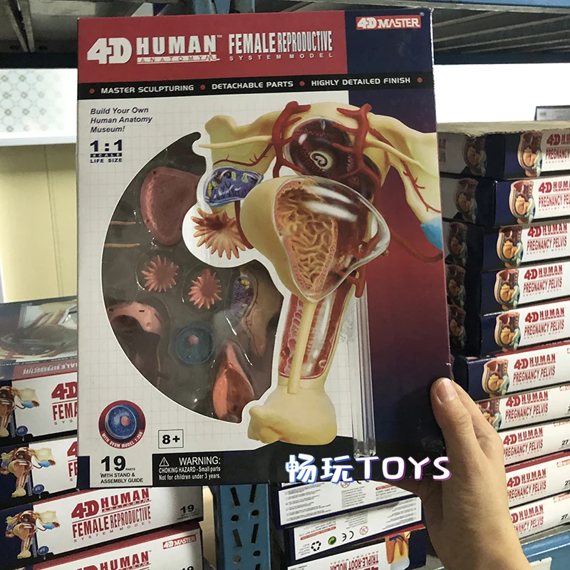 

Female Genital Organs Model Reproductive System Anatomy Model Detachable DIY Toy Educational Equipment With Manual 4D MASTER