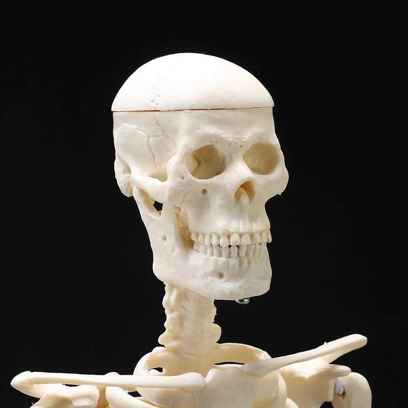 Медицинская анатомическая модель 45 см| |