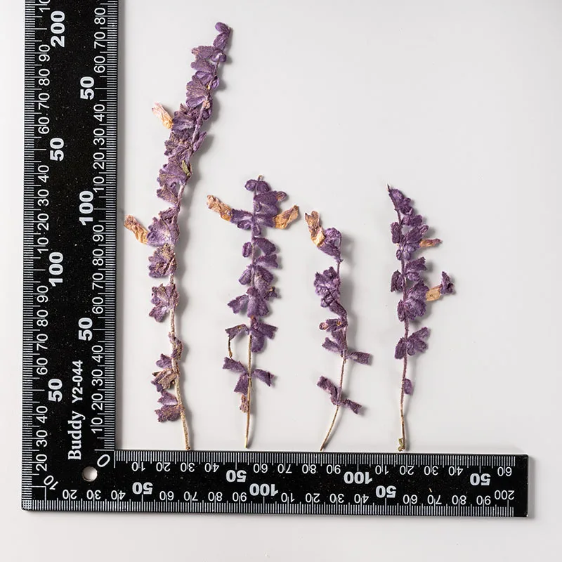250 шт. искусственные цветы Salvia великолепная var.atropurpura гербарий для макияжа