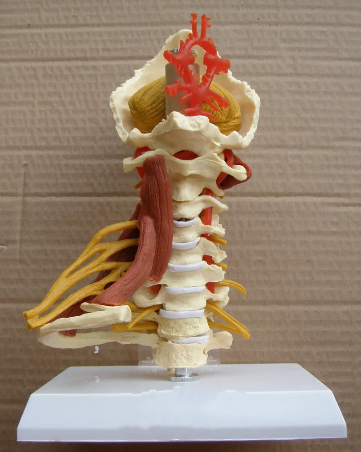 

1:1 LifeSize Cervical Vertebrae Cervical and Vertebral Body Cervical Spine Human Anatomy Spinal Cord Cervical Vertebrae Sketelon