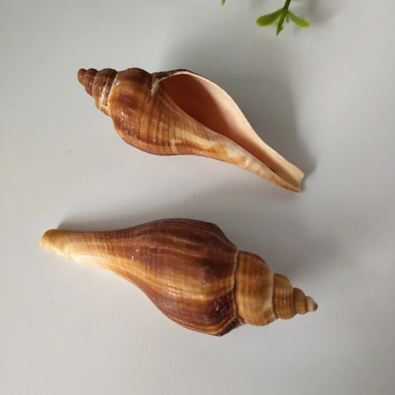 10 шт. ракушки из натуральных морских ракушек|Ракушки и морские звезды| |