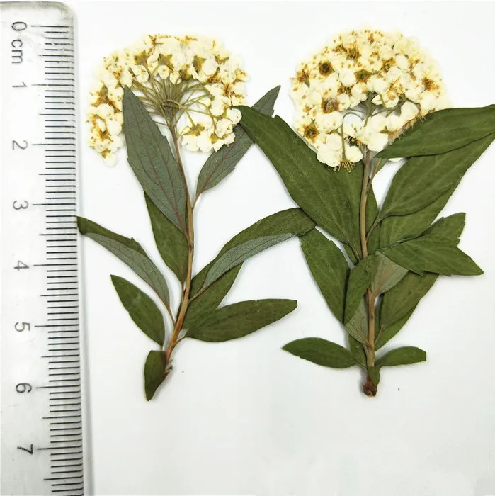 12 шт. натуральные прессованные мини нарциссы с ветками Вечные лепестки DIY