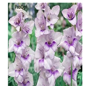 1 Ngryise 10 шт набор Vaniot Houtt gladiolus лампочка - Цвет: 1