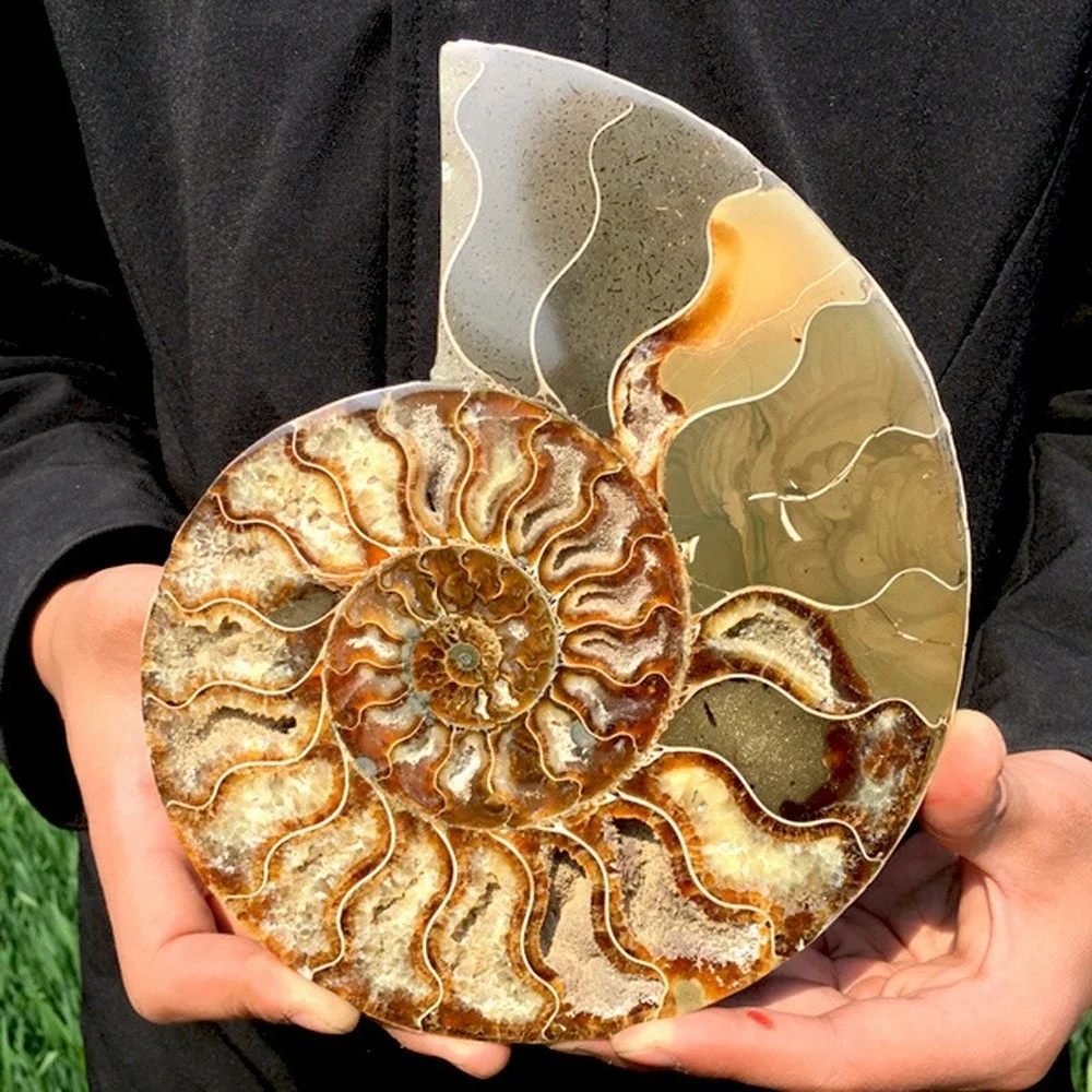 

350gNatural Ammonite Conch Fossil Crystal Mineral Conch Specimen Healing Decor 1PC