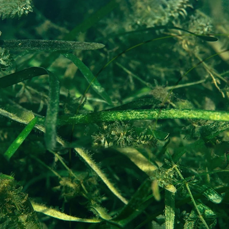 

Invisible Fishing 100m Line Speckle Carp Line Sinking Nylon Fly Fishing Line Super Strong Spotted Line 0.12-0.50mm