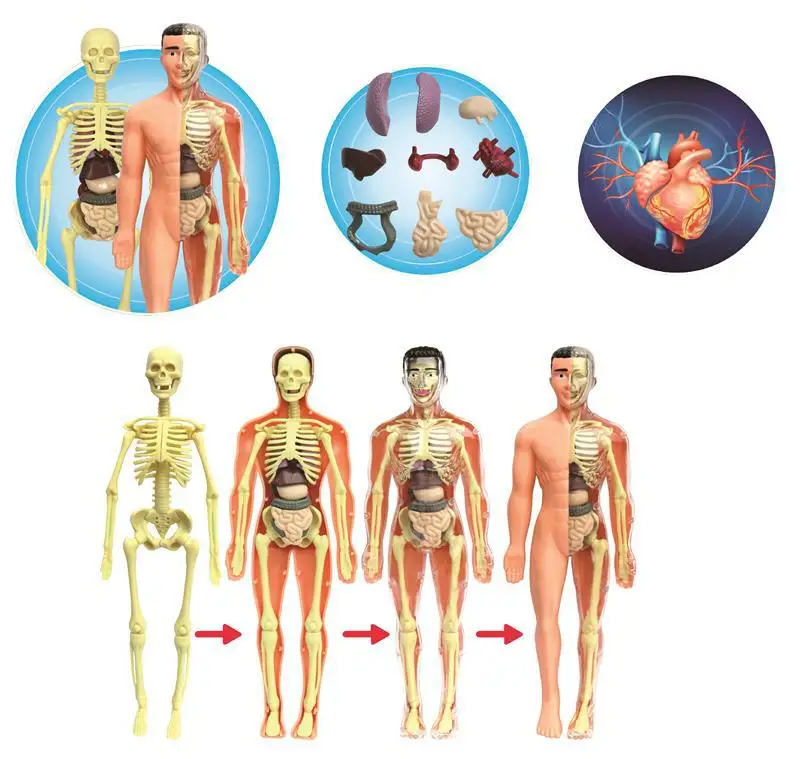 

Модель человеческого тела доктор игрушки для детей медицина "сделай сам" Наука Наборы для экспериментов в собранном виде Органы костей скел...