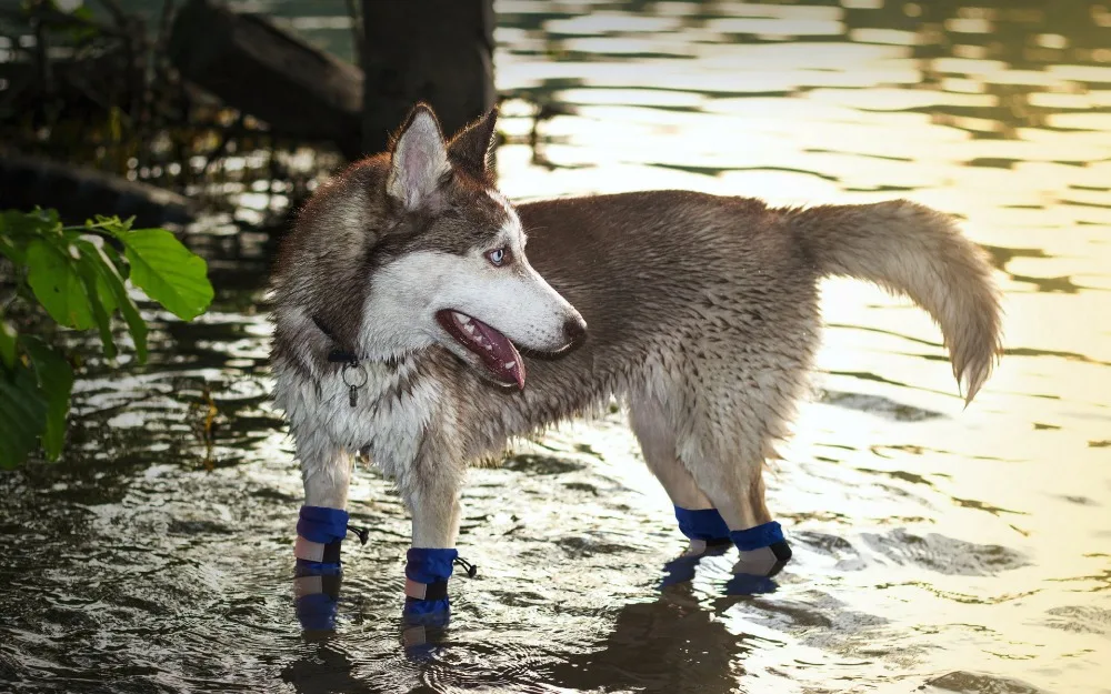 Уличные длинные ботинки для собак 100%, водонепроницаемая обувь для больших  собак на резиновой подошве, зимние ботинки для снега, ботинки для дождя с  герметичным швом | AliExpress