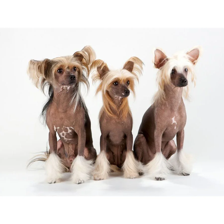 Алмазная живопись сделай сам вышивка крестиком Китайская хохлатая собака 5D