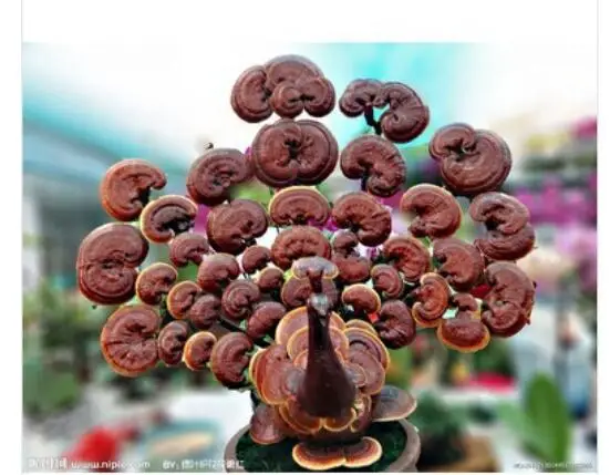 Ganoderma lucidum spore порошок 500 г