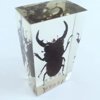 insect embedding specimens real beetle weevil cockroach specimen model biological entomology teaching aids resin craftwork