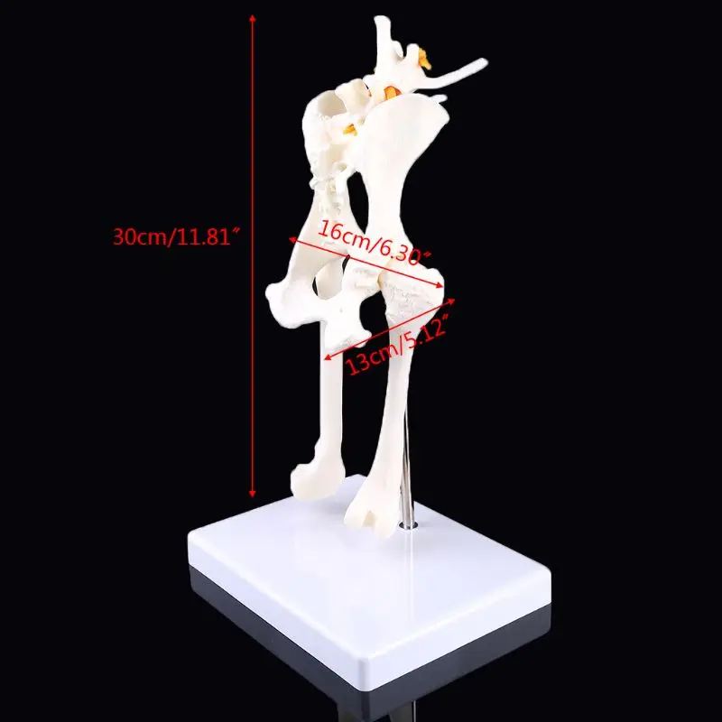 

Dog Canine Lumbar Hip Joint with Femur Model Aid Teaching Anatomy Skeleton Display Study H9EB