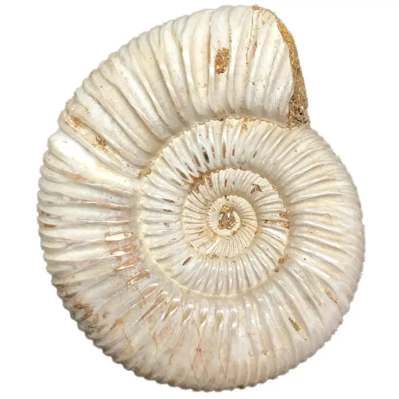 4-6 см натуральный мадагаскарский большой образец панеологические ископаемые