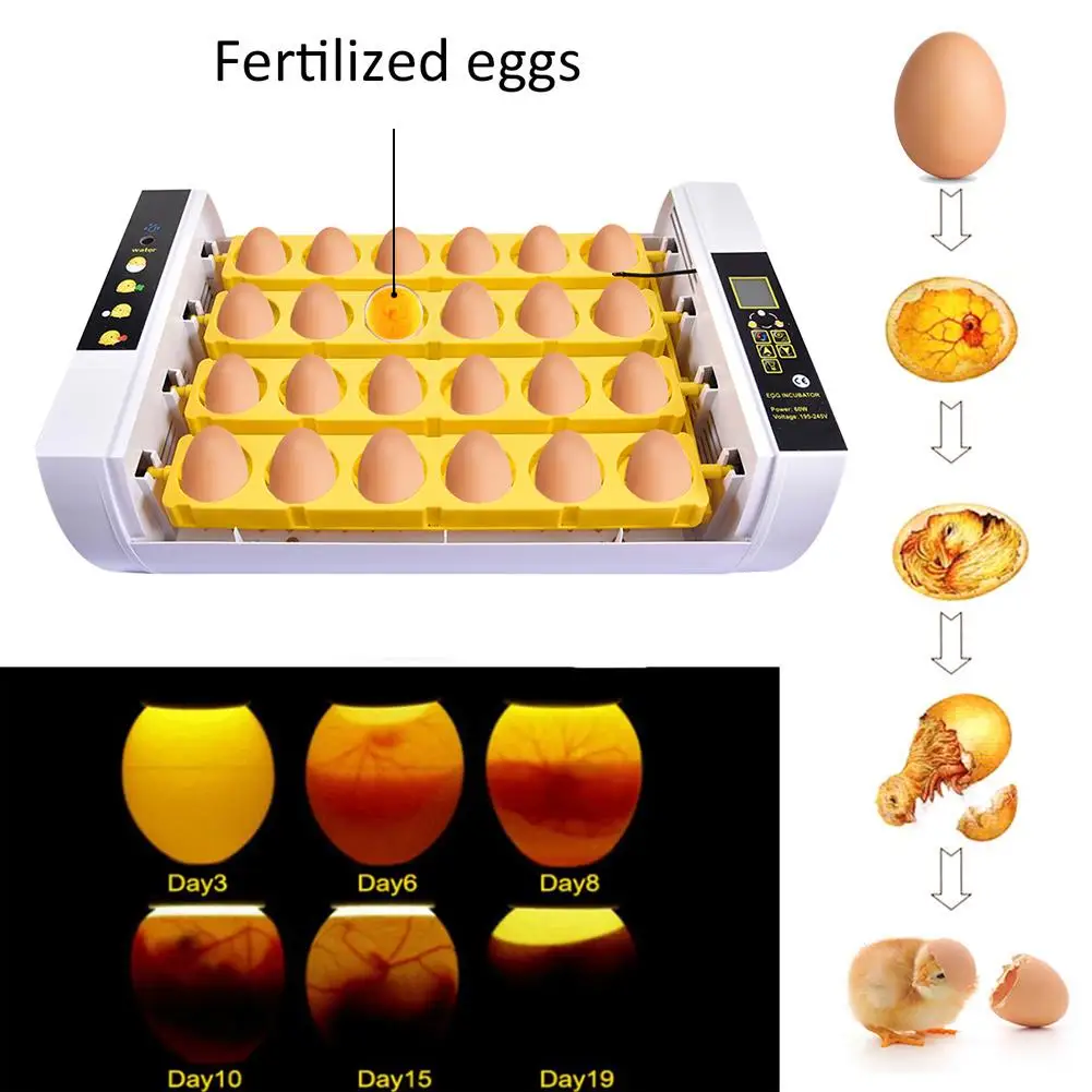 

24 Egg Incubator Eggs 110V / 220V Full Automatic Incubator Duck Bird Egg Small Poultry Incubator Digital Incubation Equipment