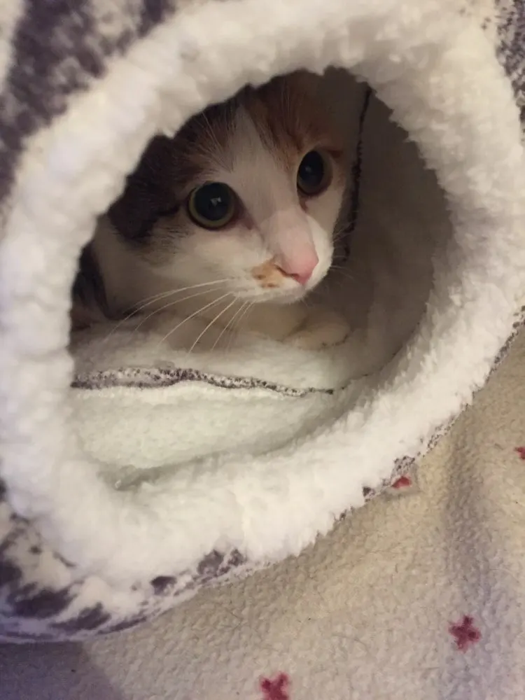 Лежанки для кошек Сферический кошачий домик с круглым отверстием, вашей кошке понравится! Кошачий домик круглые кровати
