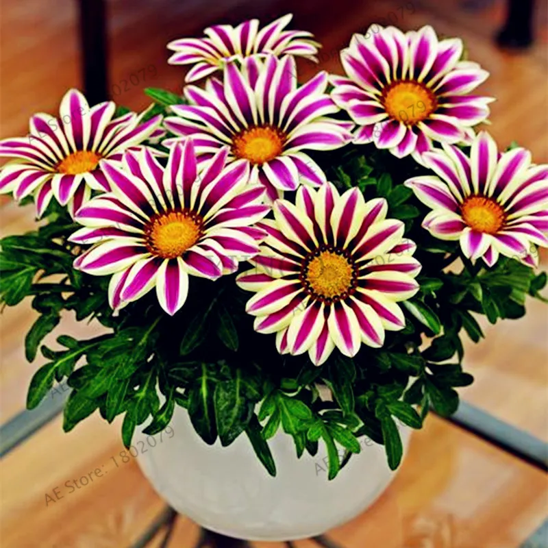 100 шт./пакет разноцветные Gazania rigens flores, цветок растения для дома и сада, бонсай для внутреннего и наружного спорта посадки