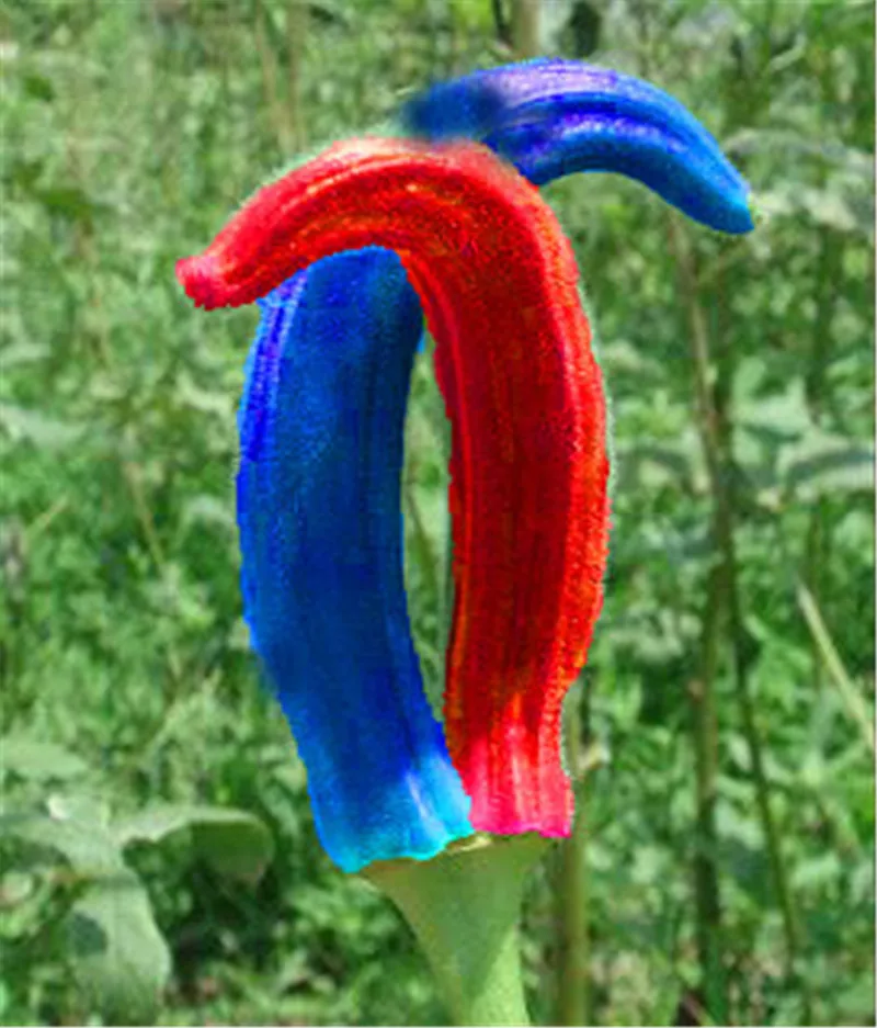 20 шт горшечных Весна посева семян овощи Бонсай терраса вид фрукты и бамия почек