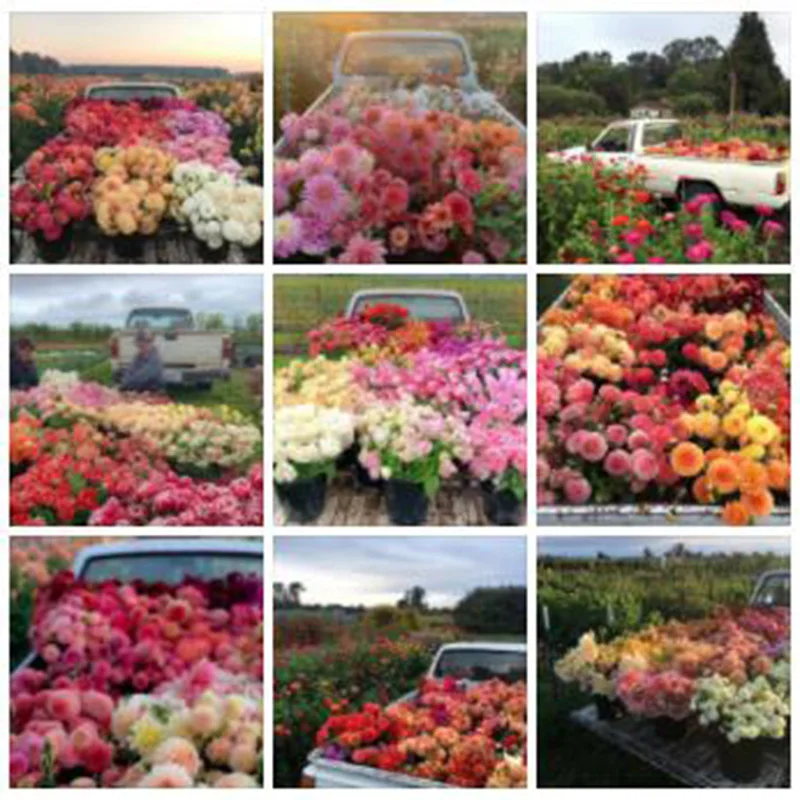 

Diamond Painting 5D Diamonds DIY Flower Cross Stitch Full Square Round Drill Embroidery Colorful Handmade Home Room Wall Decor