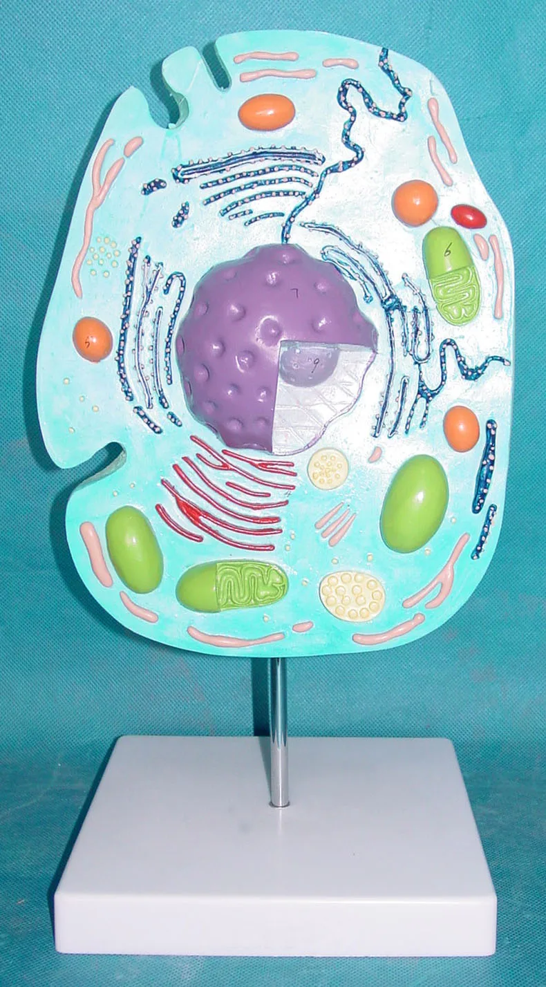 Animal Cell Anatomy Model Animal Cell Subcellular Structure Model Submicroscopic Animal Cell Anatomy Medical Teaching Supplies