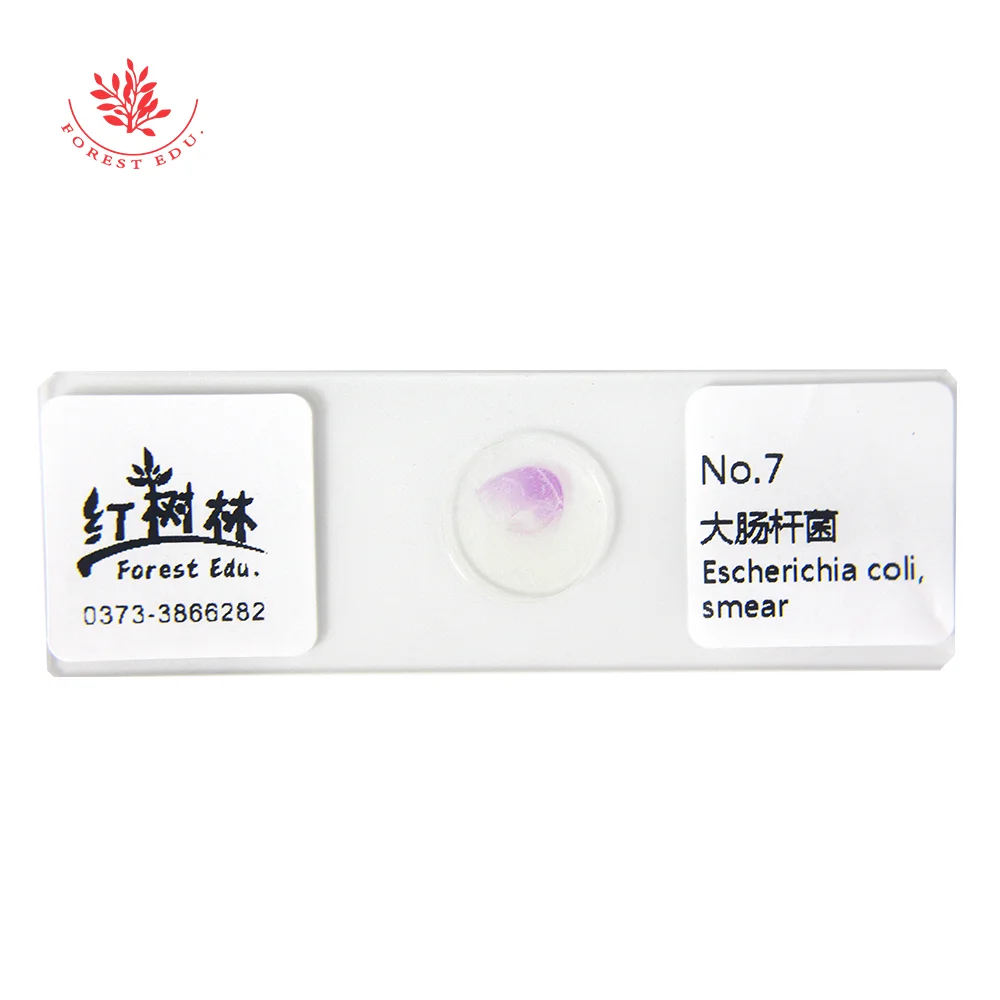 Микроскоп слайды бактерий/смешанные подготовленные 20 шт./компл. | Канцтовары для