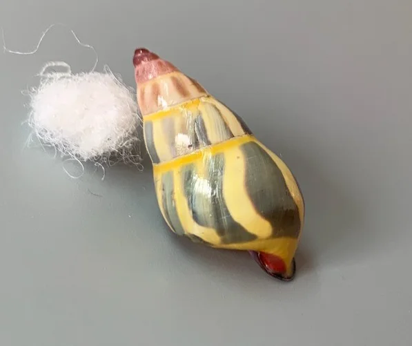 

Natural shells, conch, selected best collections, hermit crab replacement shell ornaments, aquarium snail shell