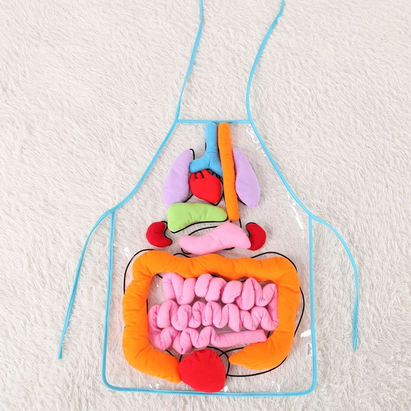

Kids Anatomy Apron Biology Education Toy Cartoon Human Body Organs Awareness Educational Insights Toys Kid Gift Learning Toy