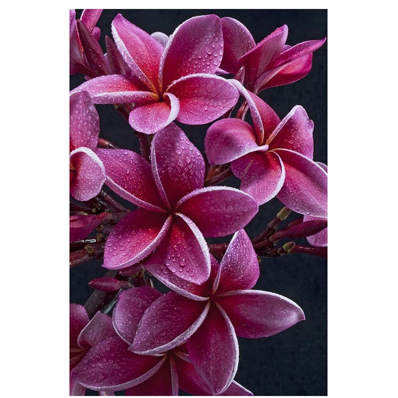 Картина из розовых цветов сделай сам алмазная вышивка Плюмерия рубра крестиком