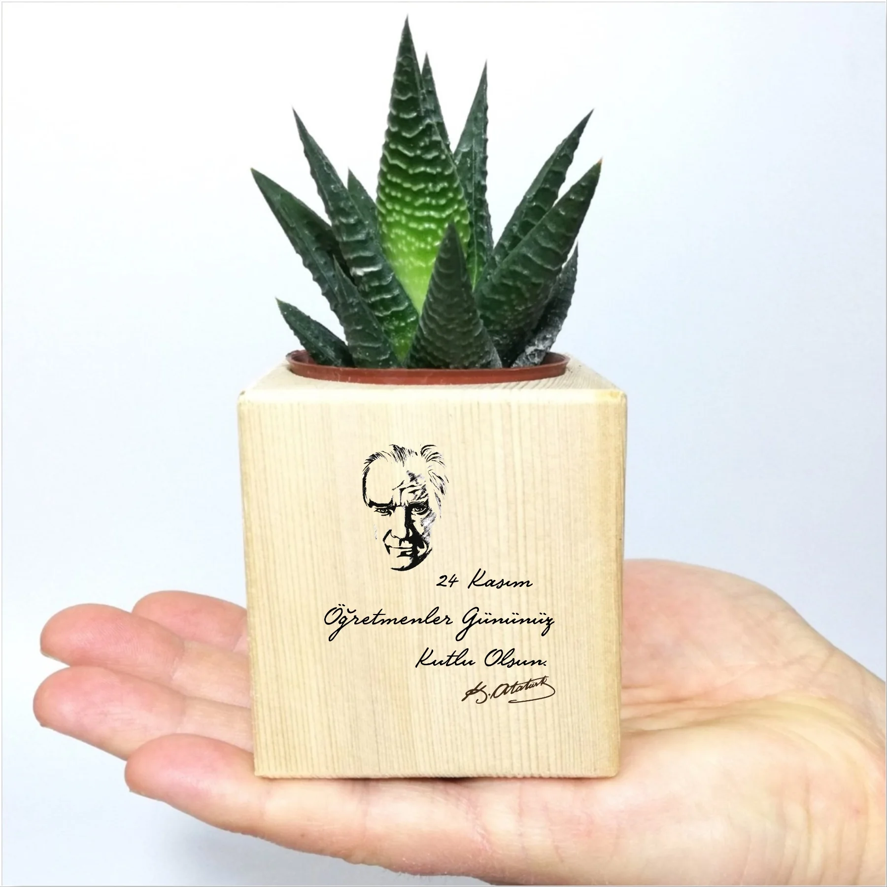 

Mustafa Kemal Signature Design Cube Sukulent In Pots