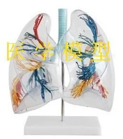 2 times transparent human lung anatomy thoracic surgery bronchial tree model medical model supplies