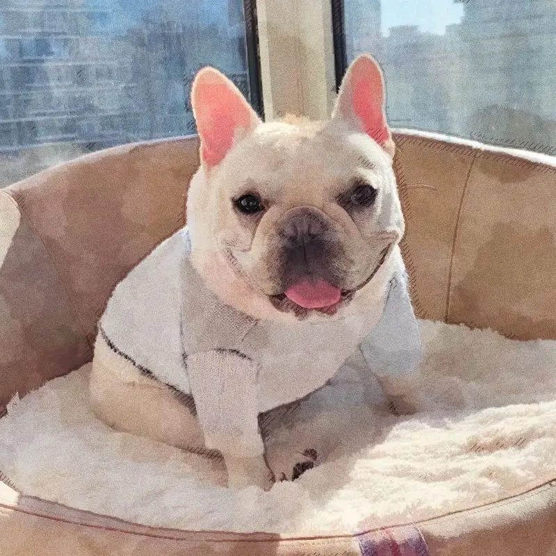 Одежда для собак маленьких свитер французского бульдога PC1153 Vip|Пальто и куртки