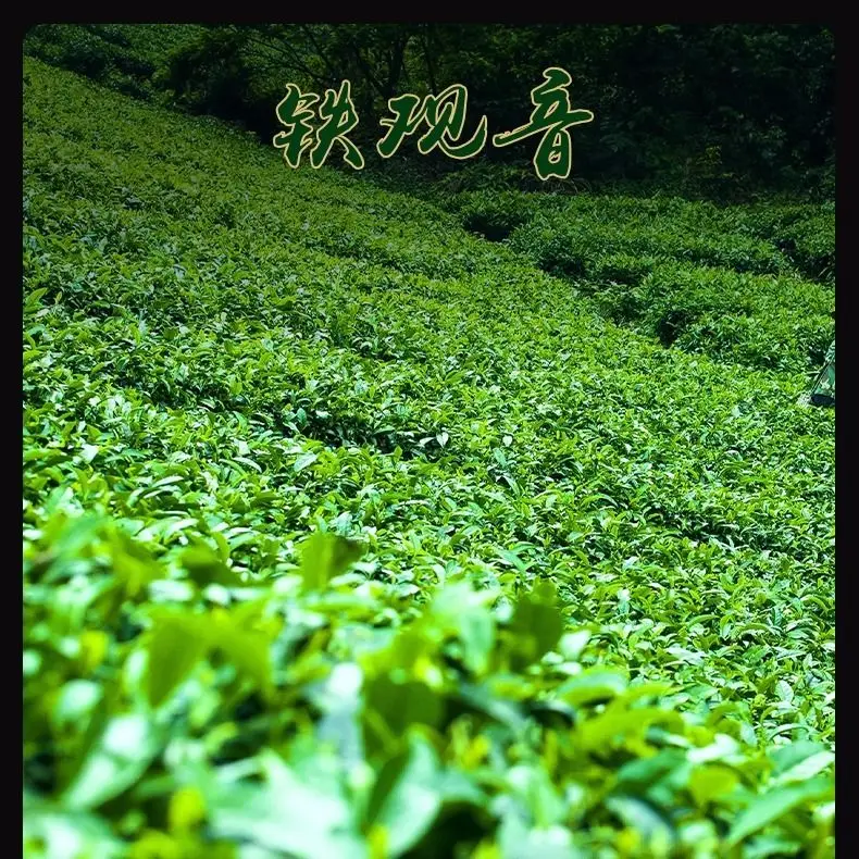 

Anxi Tie Guanyin Tea Tea Flavor Type Anxi Origin Oolong Tea