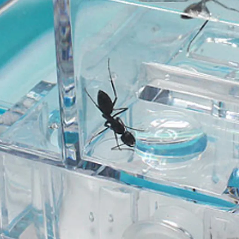 Муравьи фермы муравьи дом замок Террариум для насекомых клетка насекомые