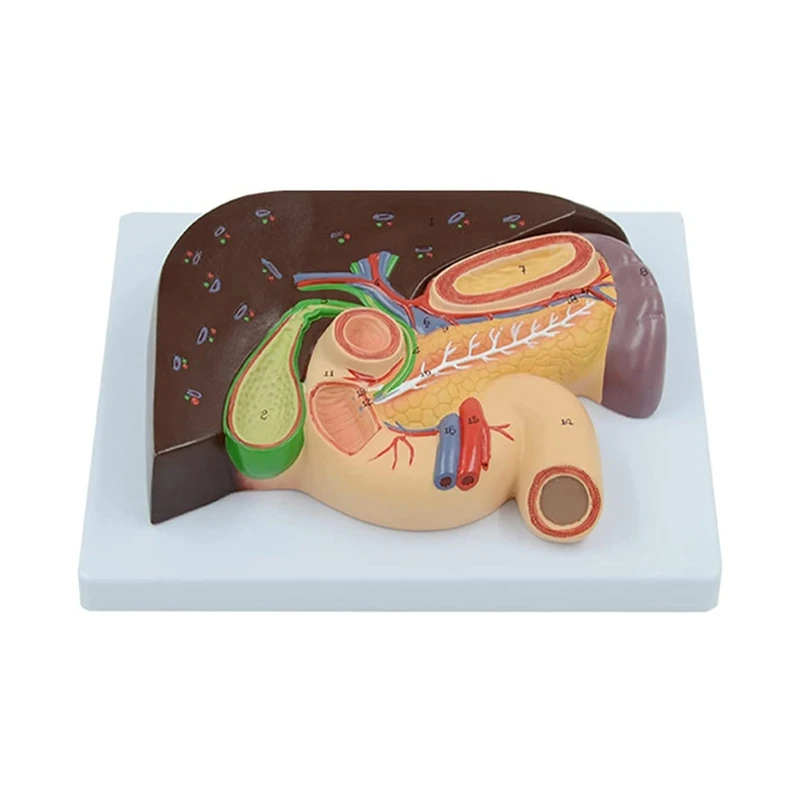 

Teaching Model Human Pancreas Liver Duodenum Liver and Gallbladder Anatomical Model Teaching Internal