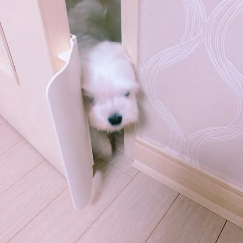 Открыватель для дверей домашних питомцев легко входит в систему безопасности