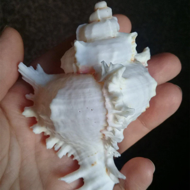 Натуральная раковина домашний украшения на свадьбу день рождения подарок