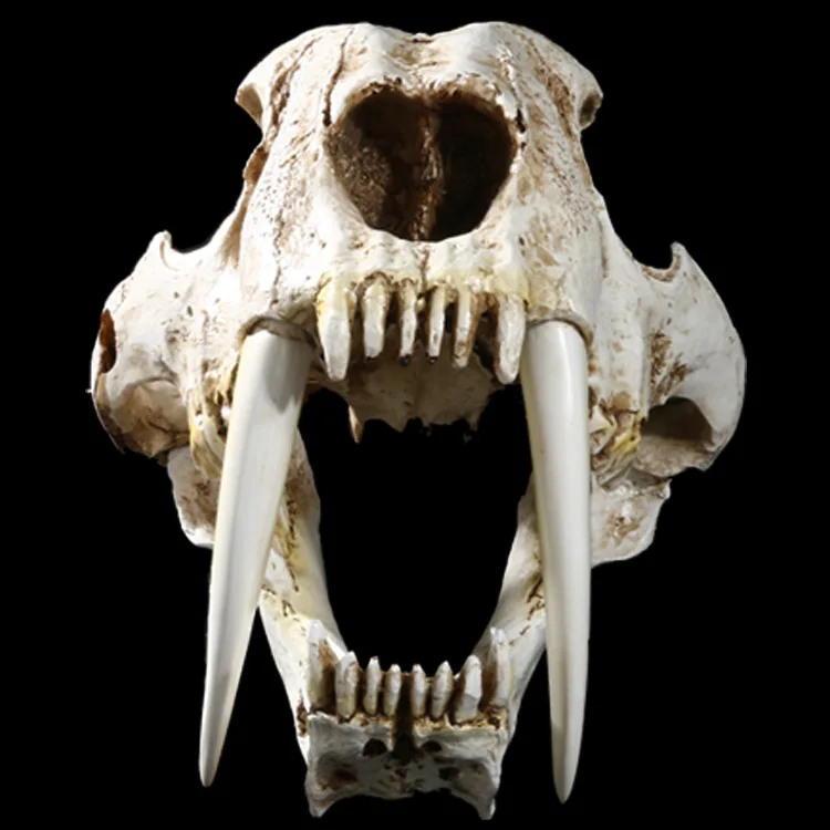 1:1 Size American Ancient Animals Saber Tooth Cat Tiger Skull Sabertooth Smilodon Fatalis Specimen Model Animal Skeleton Model