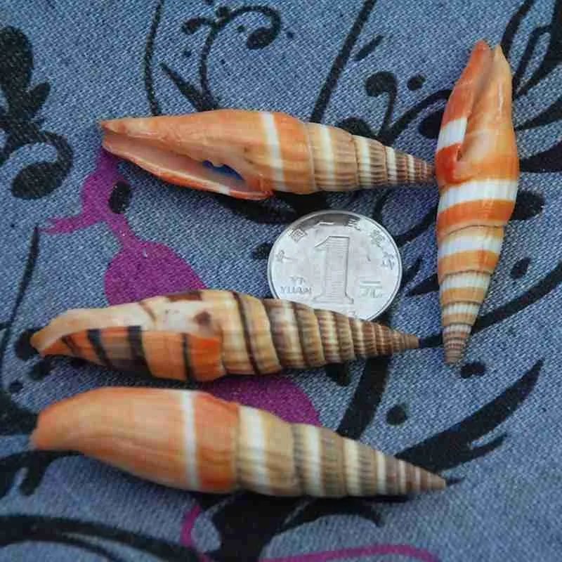 5-7 см оранжевый красный перец раковина натуральная Морская ракушка морской