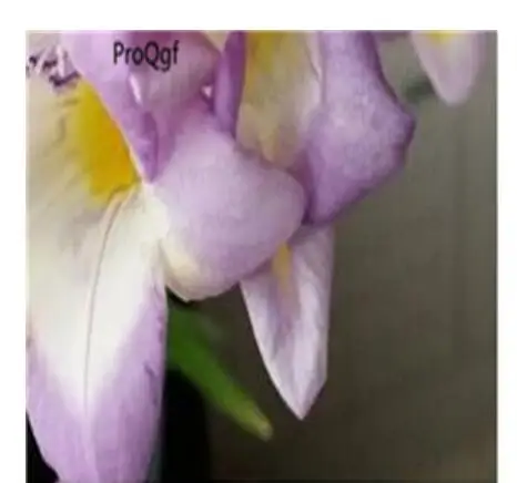 7 Ngryise 20 шт набор Freesia hybrida - Цвет: 7