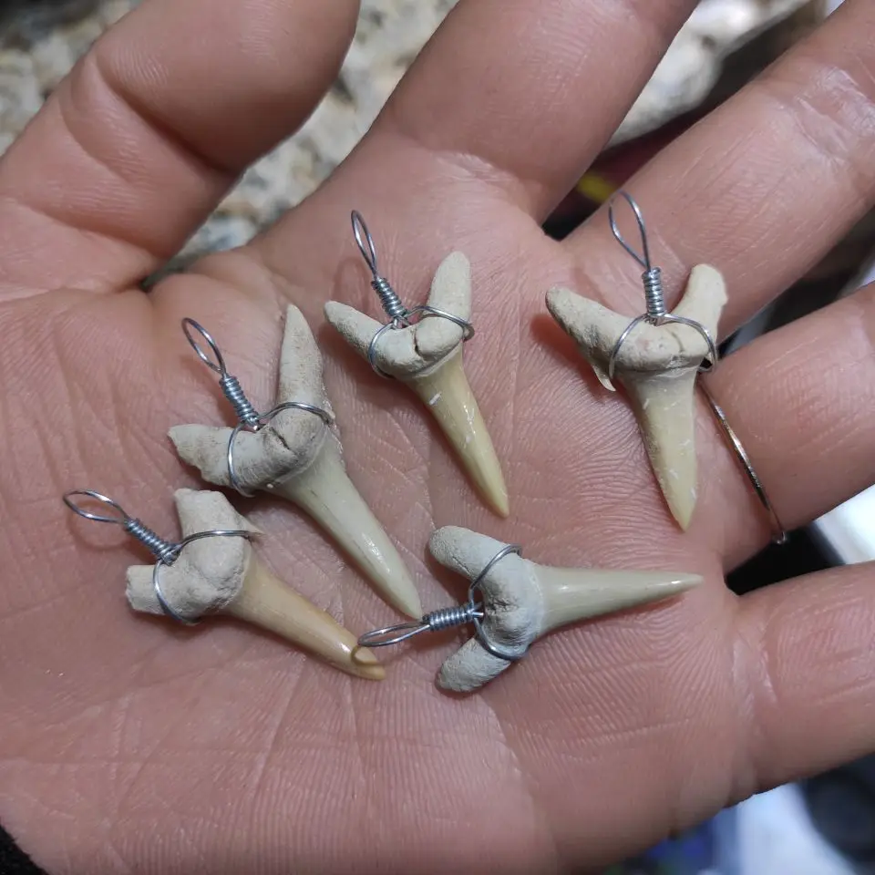 Красивые зубы акулы Megalodon ископаемый зуб 1 шт. | Дом и сад