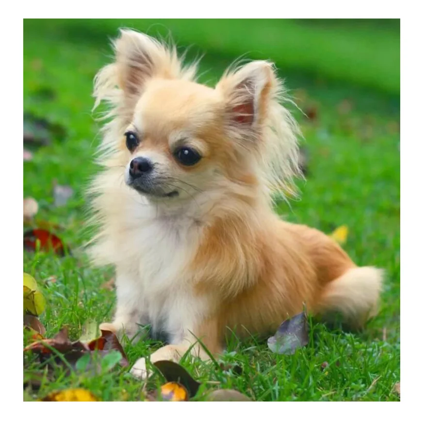 Алмазная вышивка Чихуахуа щенок сделай сам алмазная живопись крестиком милый