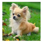Алмазная вышивка Чихуахуа щенок сделай сам, алмазная живопись, вышивка крестиком, милый питомец, полный квадратный Круглый Алмаз, вышивка с собакой animal.jp