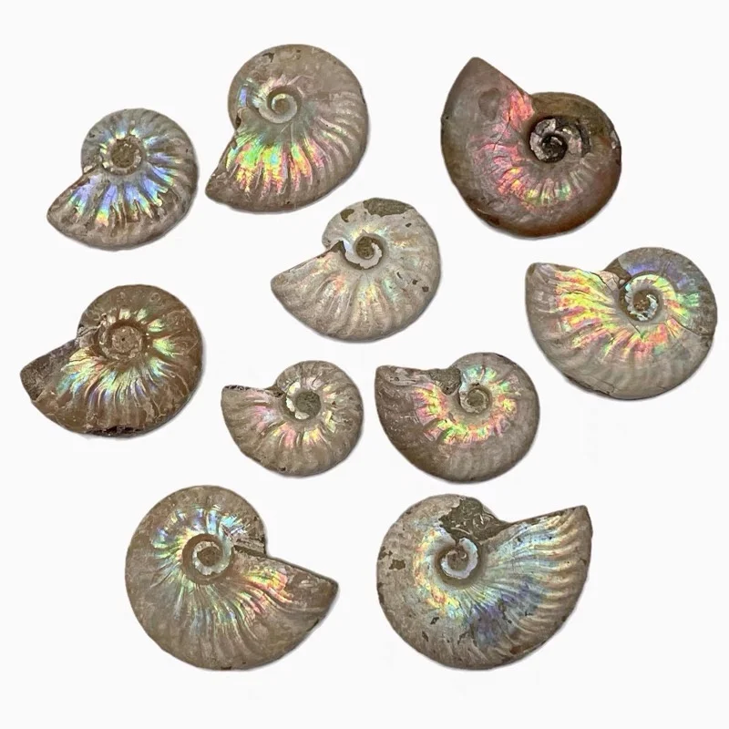 

Madagascar Natural Iridescent Ammonite Ammolite Facet Specimen Mineral Stone Conch Paleontological Snail Collectibles