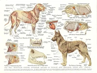 muscles organs of the dog animal anatomy pathology art film print silk poster home wall decor 24x36inch